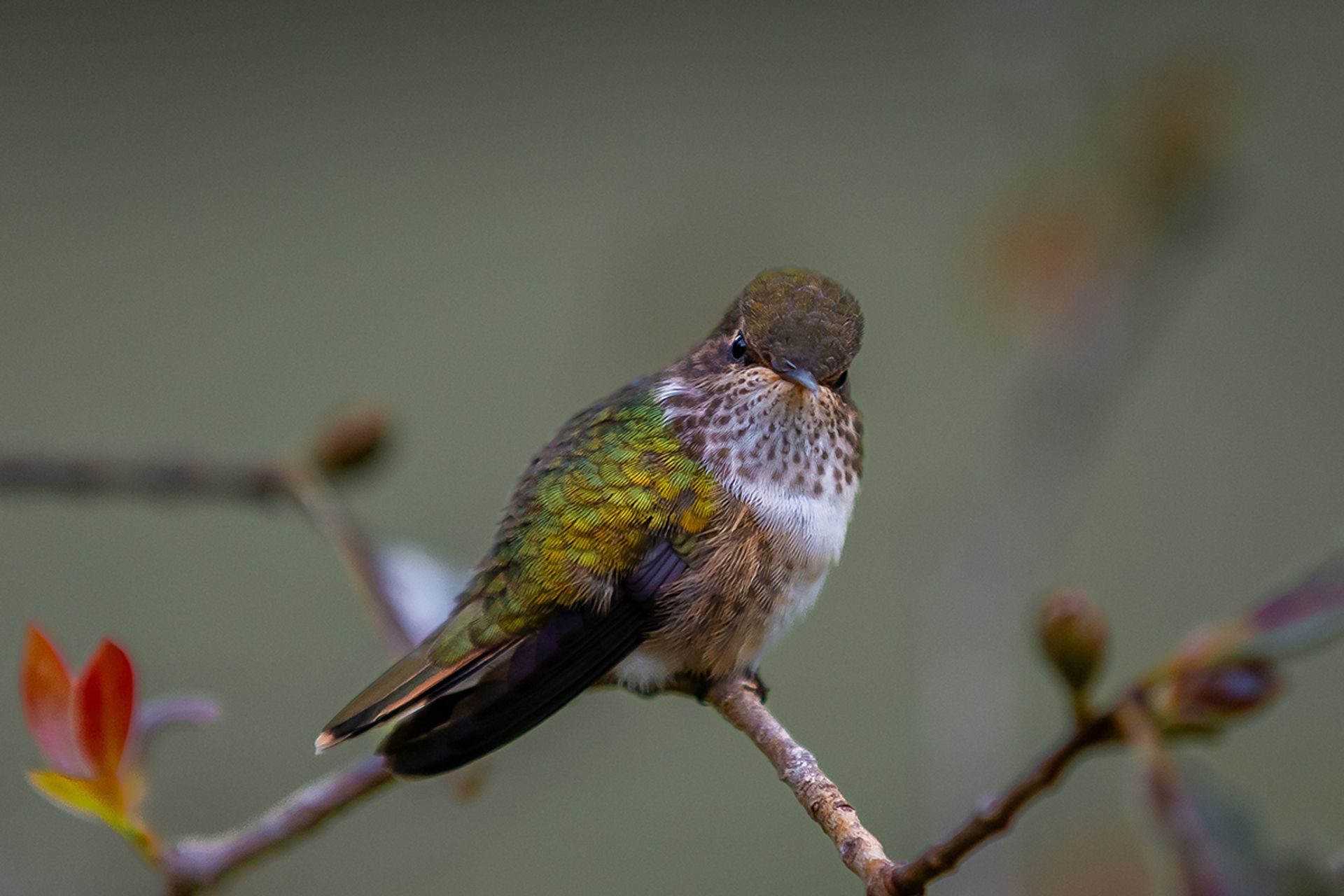 A volcano hummingbird in a park in San Gerardo de Dota, Costa Rica.