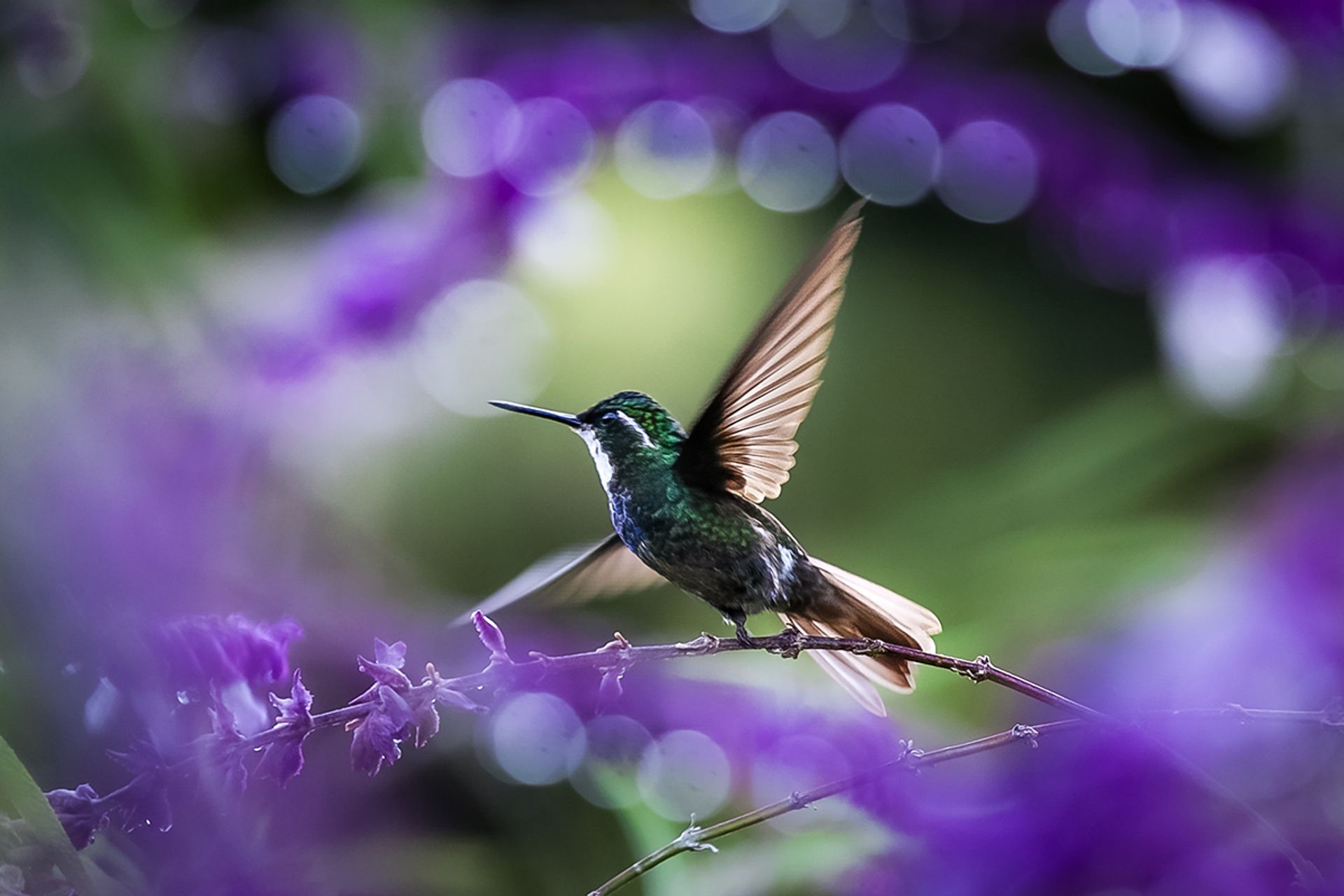 A white-throated hummingbird resting on a Salvia leucantha (Mexican Bush Sage) branch in a park in San Gerardo de Dota, Costa Rica.