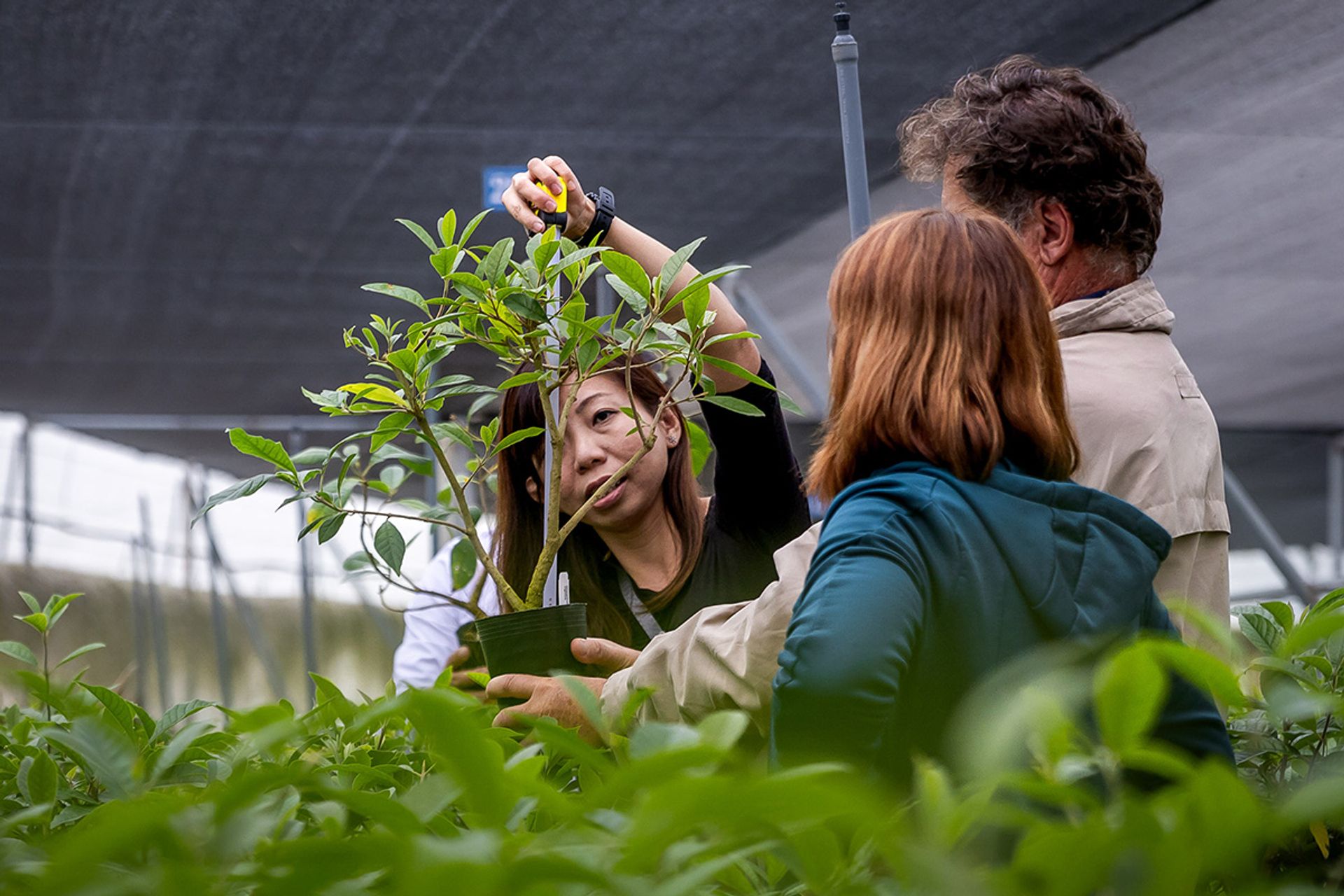 Ms Xue measuring the height of a Chionanthus pubescens sapling.