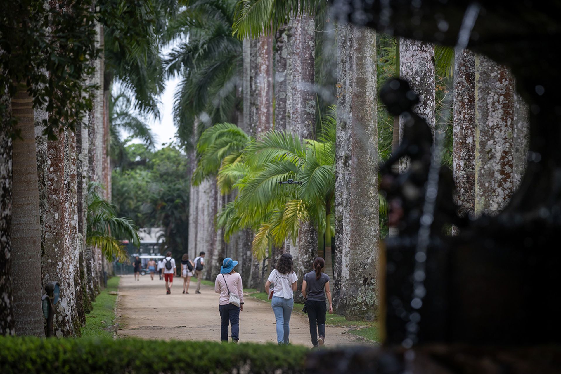 Gardens by the Bay’s senior manager of conservatory operations Lee Xiaoyi (left), Ms Thais Hidalgo (centre) and Ms Xue walk down an avenue lined with 134 Imperial Palms in the Rio de Janeiro Botanical Garden.