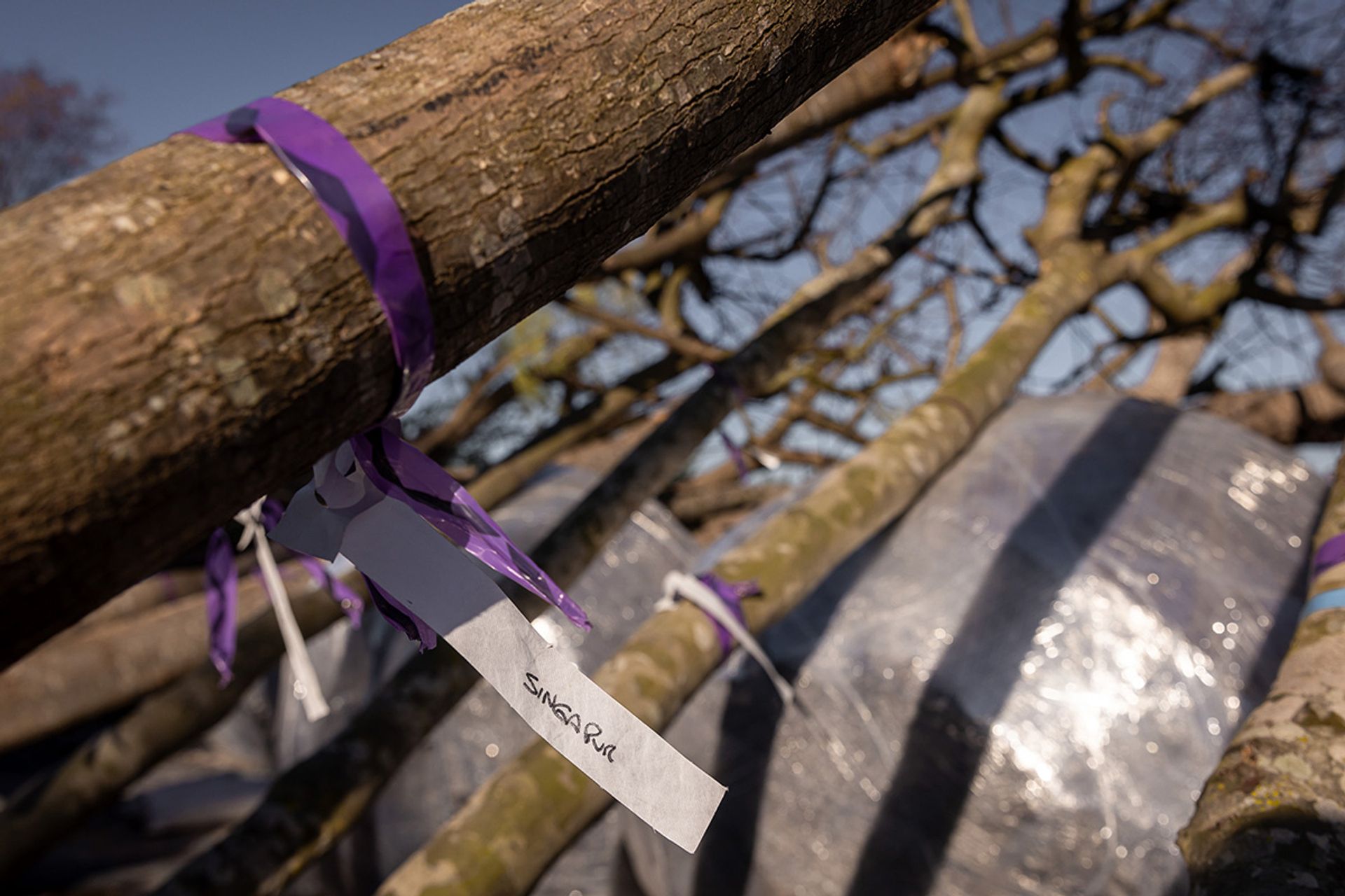 A label on a tree in Lobos Nursery indicates that it will be sent to Singapore.