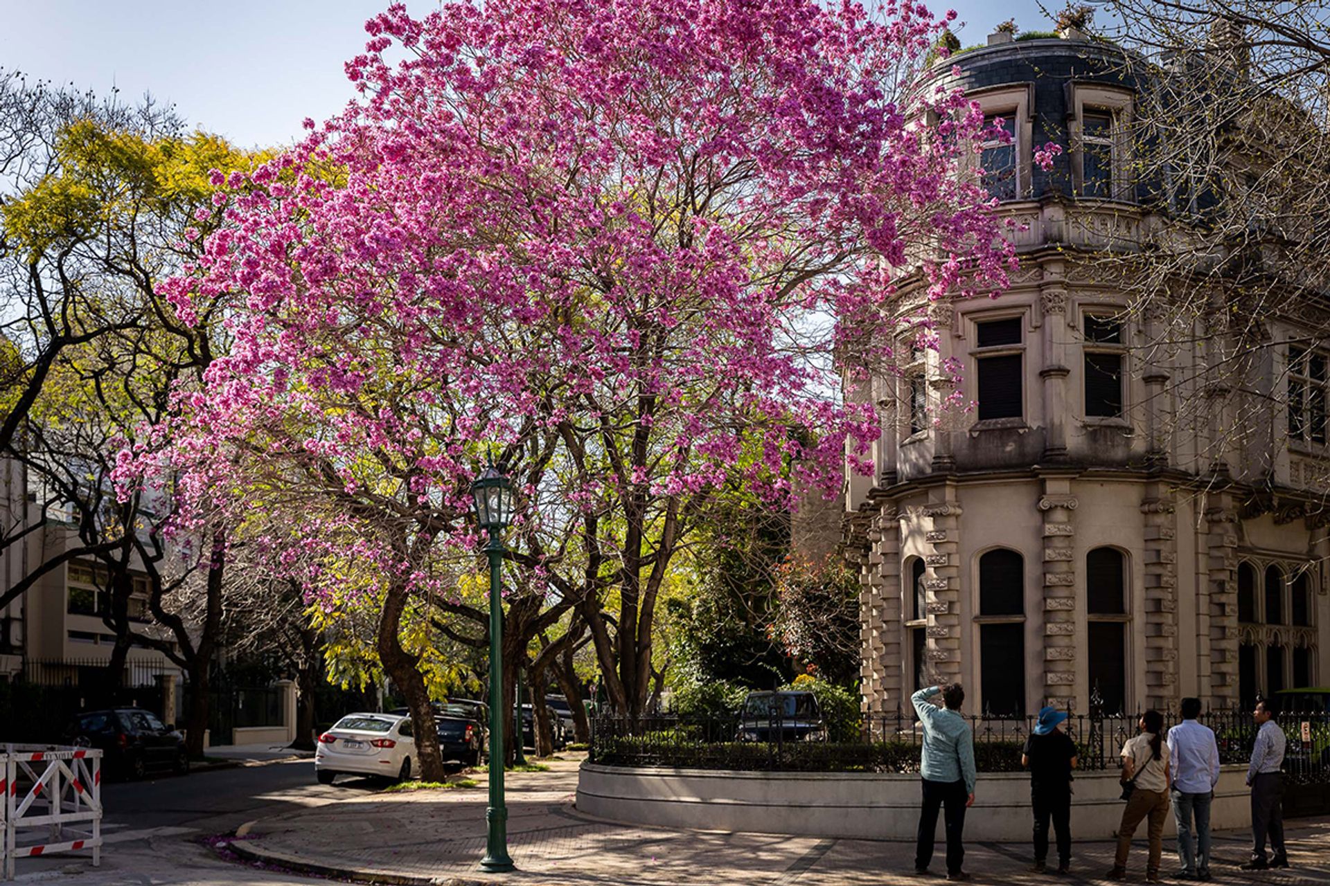 Handroanthus impetiginosus trees in Buenos Aires, Argentina. The species, which Gardens by the Bay is importing from Argentina, resembles the Tabebuia rosea – commonly called the Singapore Sakura in Singapore, as its blooms look like that of cherry blossoms.