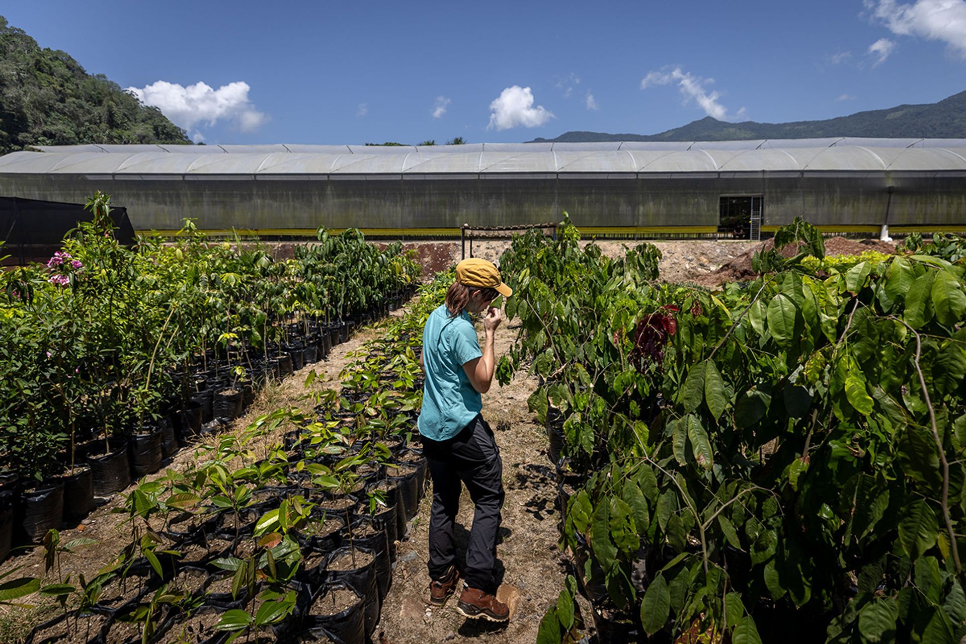 Ms Xue stands amid seedlings and saplings that are being cultivated for Gardens by the Bay in Ecuagenera’s El Pangui nursery.