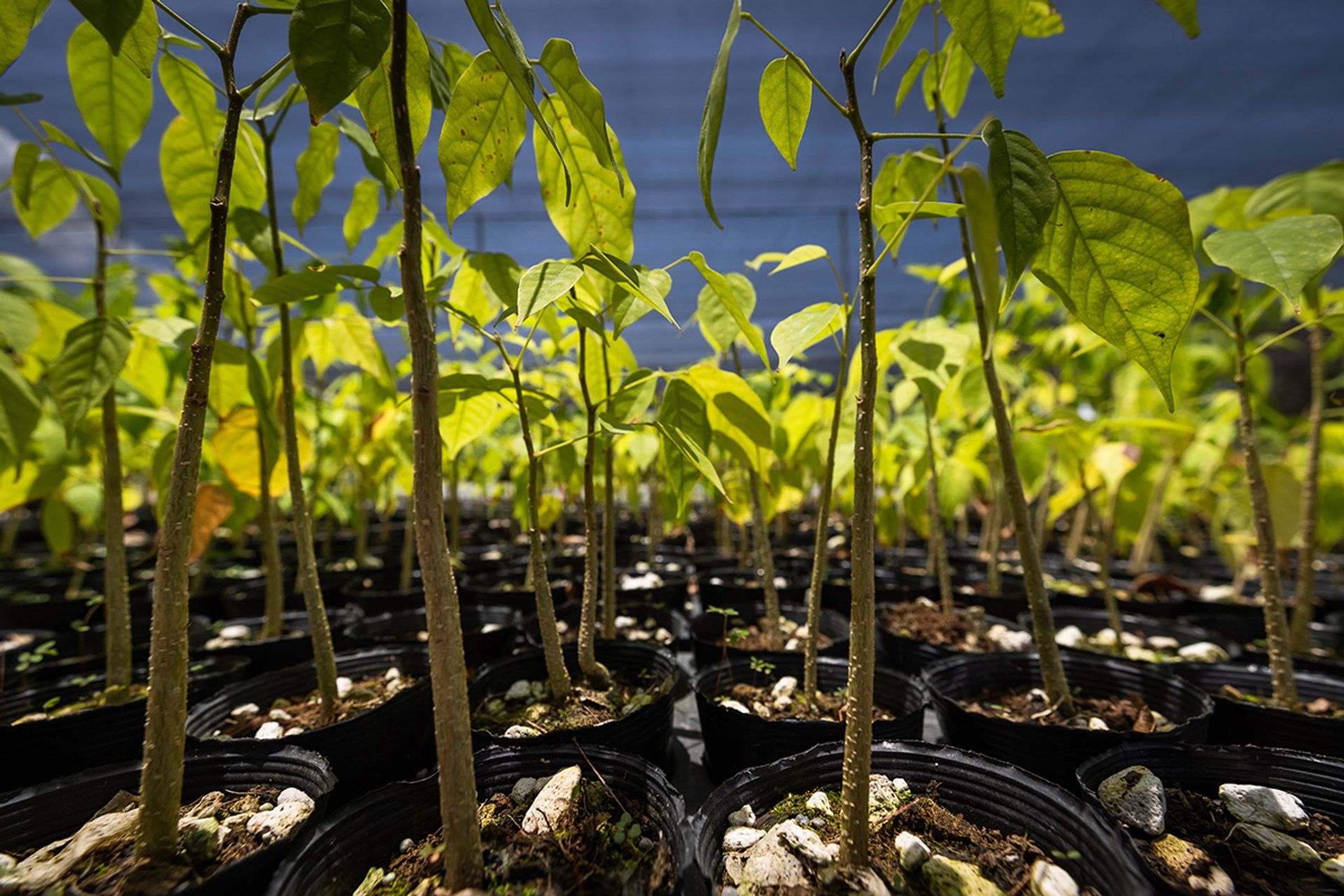 Pterocarpus officinalis saplings that are being cultivated for Gardens by the Bay in Ecuagenera’s nursery in El Pangui.