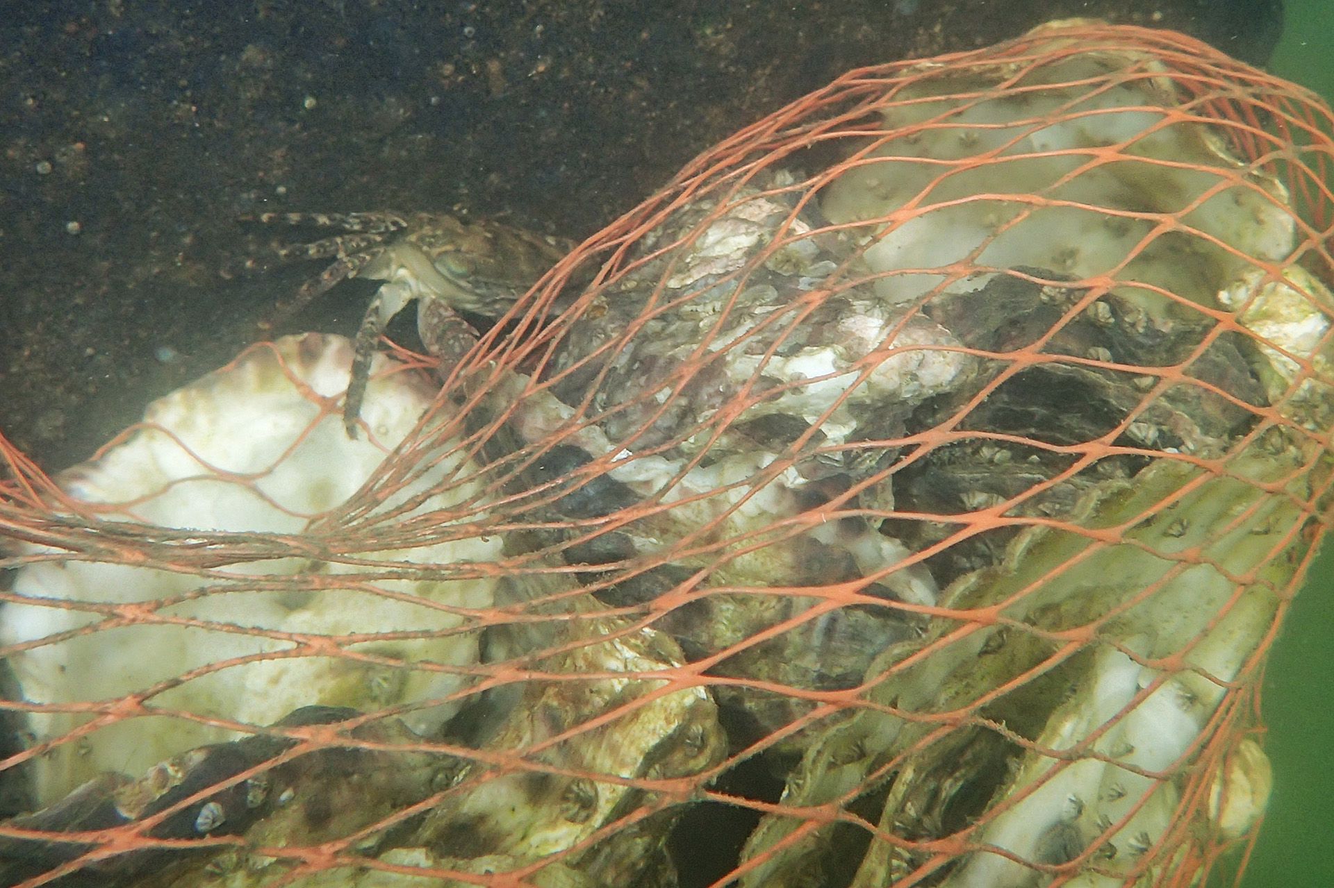An unidentified crab crawling on recycled oysters which have been repurposed to become a reef on Jan 24.