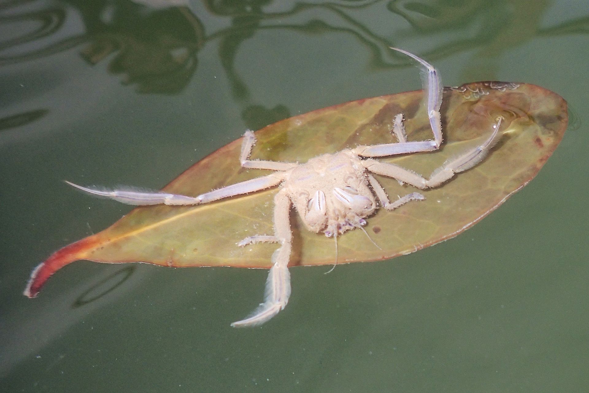 A leaf porter crab swimming around the area of the oyster reef project.
