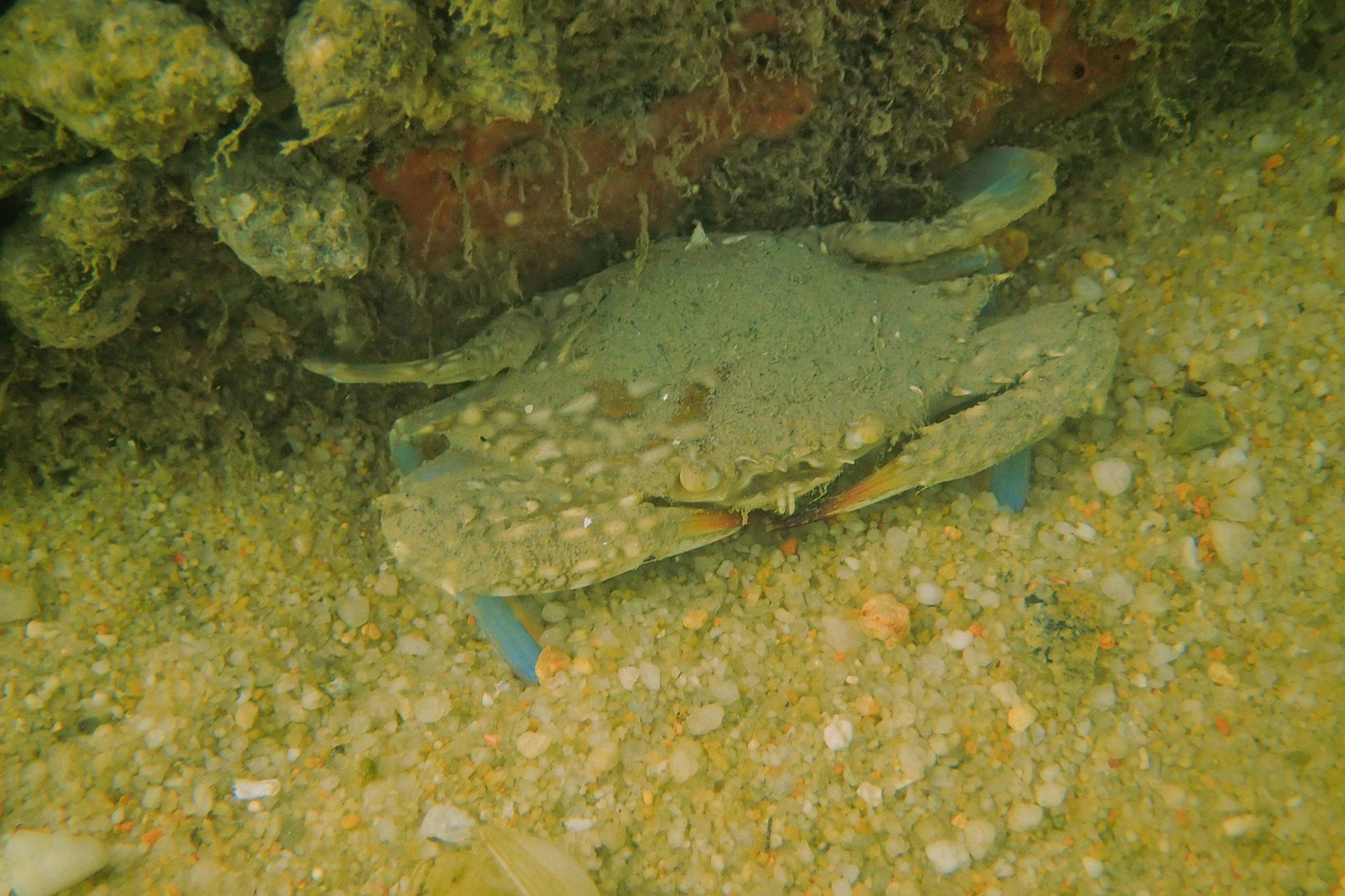 A flower crab seen on the seabed under the dock at Changi Sailing Club.