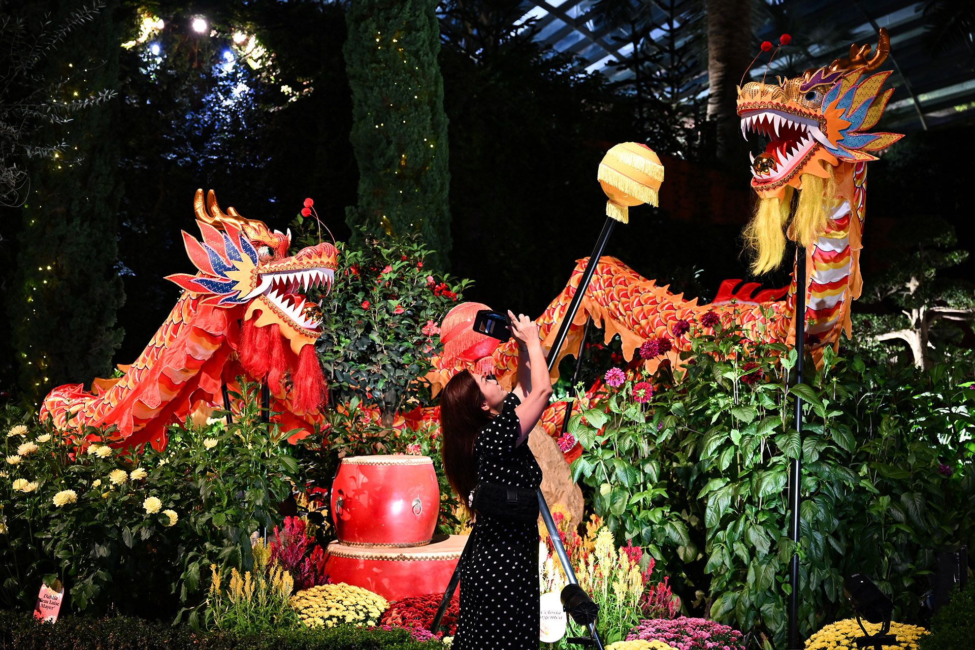 Madam Cynthia Go, 47, snapping shots of a pair of dragons resembling those used in traditional dragon dance, part of the Dahlia Dreams floral display that opened on Jan 19. ST PHOTO: LIM YAOHUI