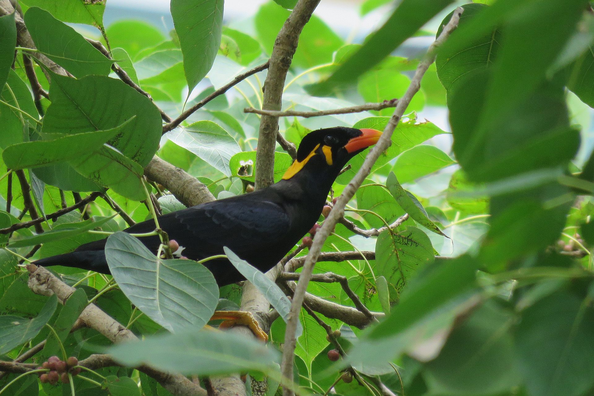 A common hill myna. PHOTOS: COURTESY OF FUNG TZE KWAN
