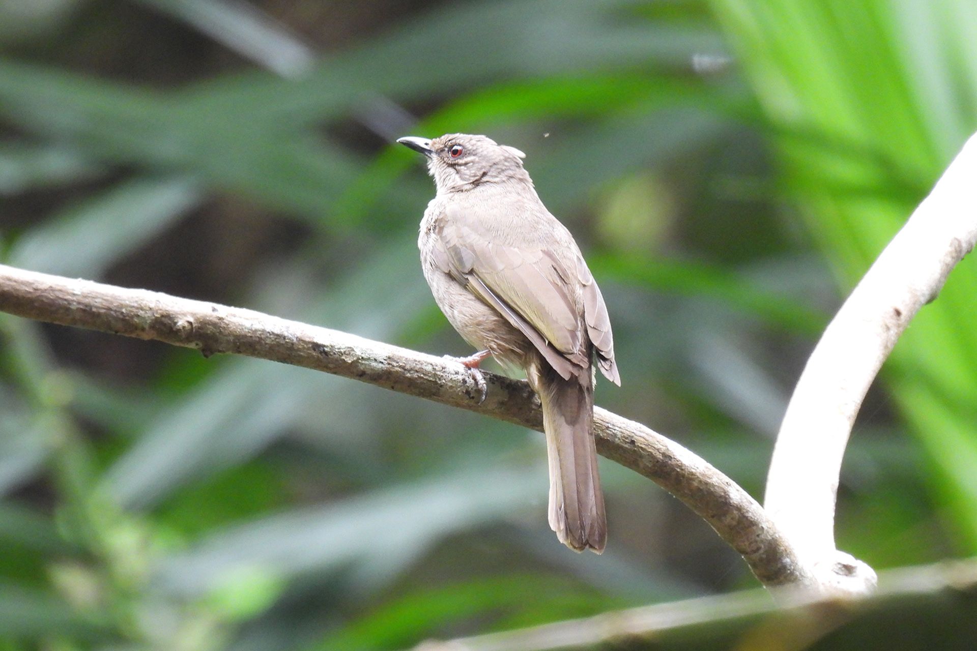 An olive-winged bulbul. These are among the fruit-eating birds that can be found in the Central Catchment Nature Reserve.