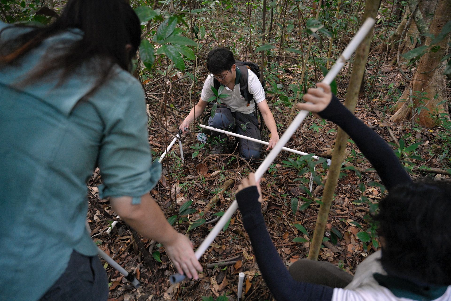 Ms Fung and Dr Chong, together with NParks researcher Lim Yi He, using plastic poles to demarcate a 1m by 1m quadrant in which all tree seedlings above 20cm tall are identified and measured.