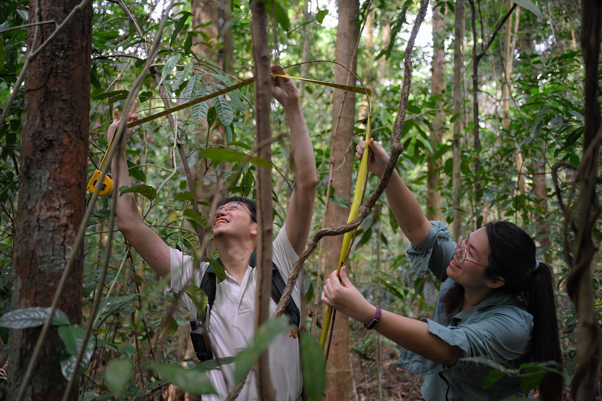 Ms Fung and Dr Chong measuring plants in seedling plots within the Central Catchment Nature Reserve.