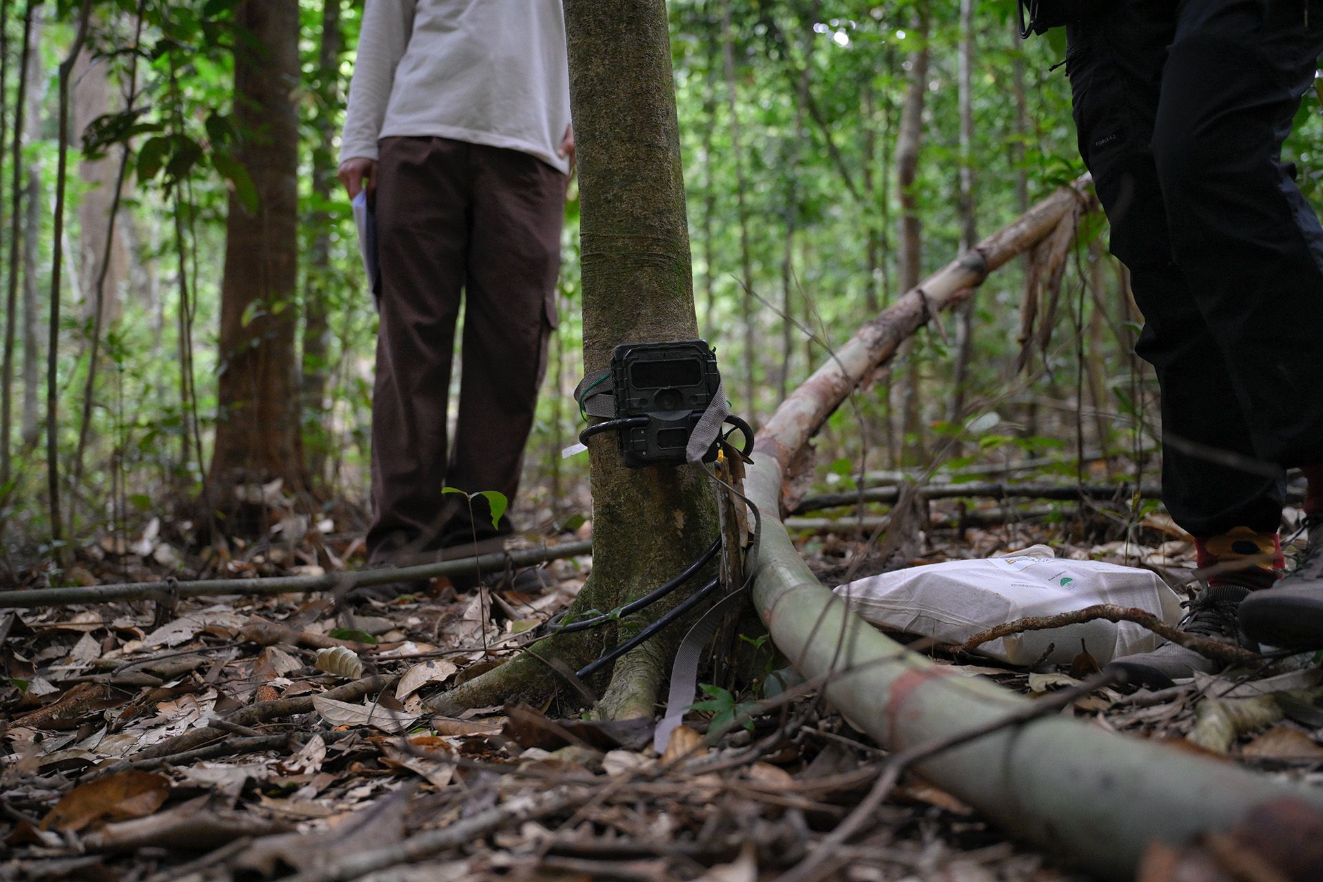 A camera trap used by NParks researchers to aid their monitoring of forest plots.