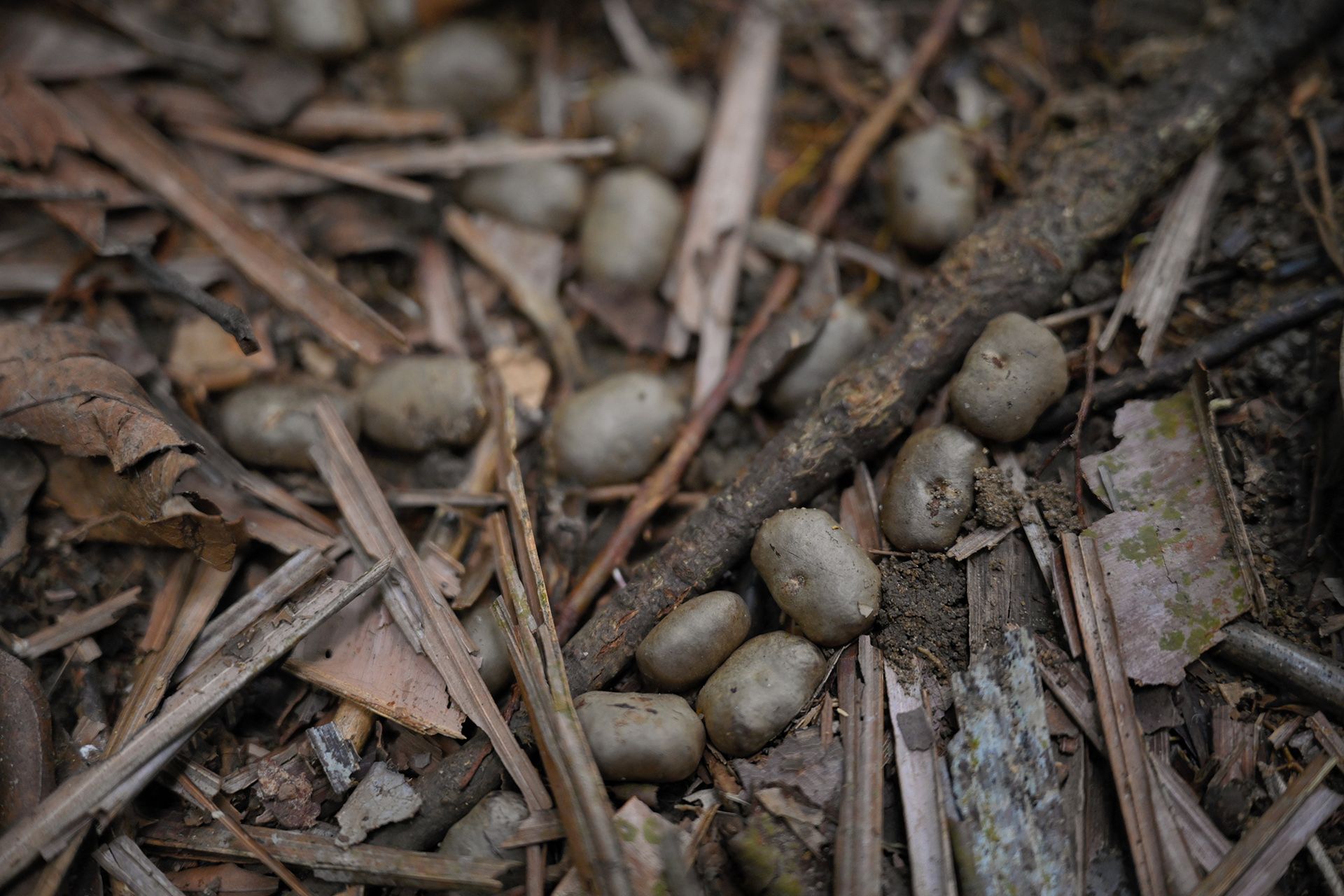 Civet poop containing seeds of a rattan plant, seen on the way to one of Ms Fung’s field sites in the Central Catchment Nature Reserve.