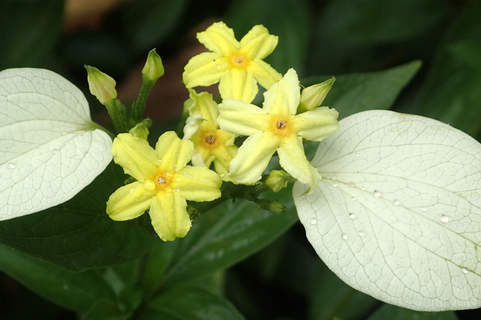 Dwarf yellow Mussaenda along South Bridge Road on March 1. ST PHOTO: NEO XIAOBIN