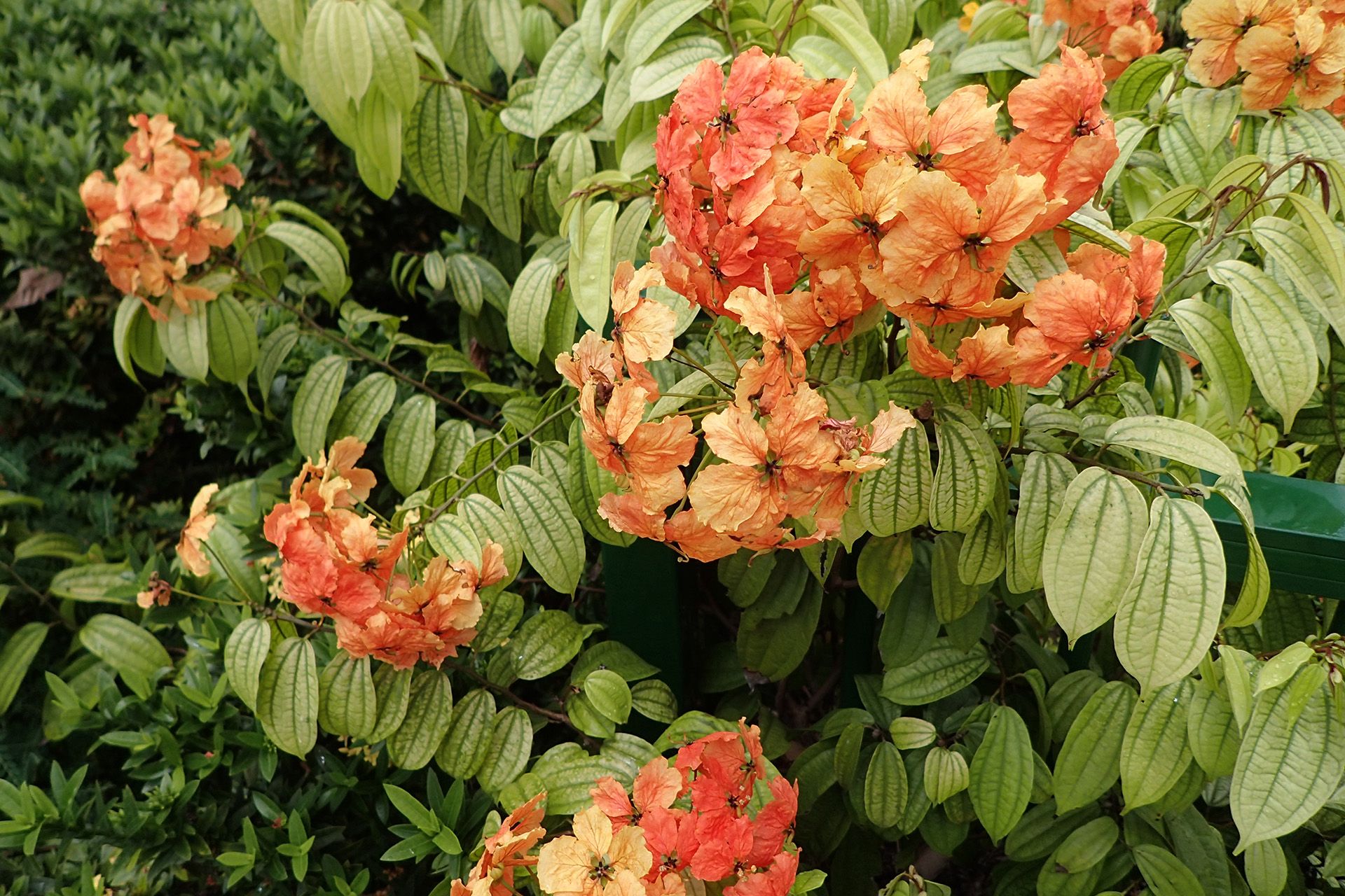 Kock’s Bauhinia flowers, seen near Maxwell Food Centre on March 1, are yellow but turn red-orange with age. ST PHOTO: NEO XIAOBIN