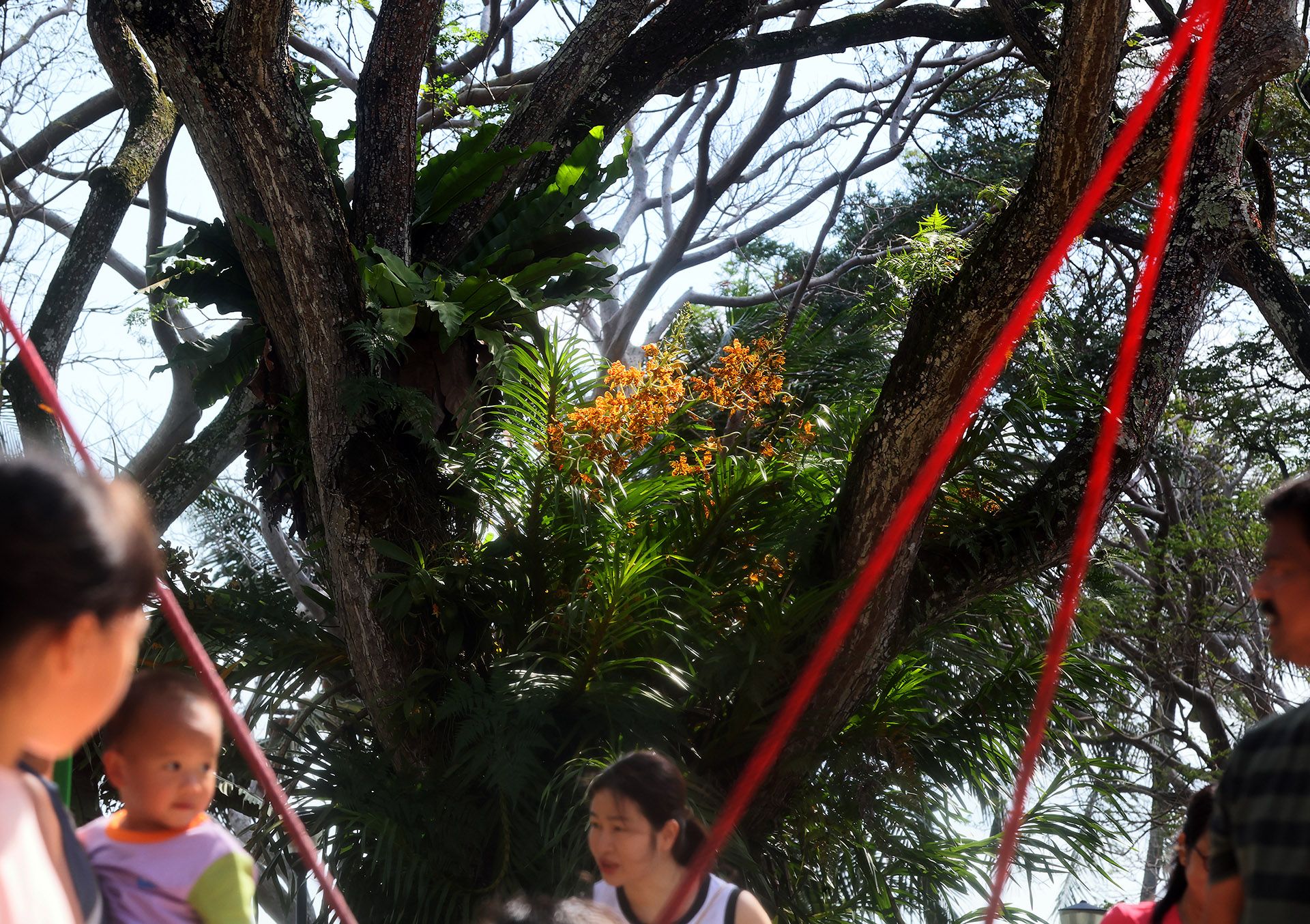 Tiger orchids near a children’s playground in Pasir Ris Park on Feb 25. ST PHOTO: KELVIN CHNG