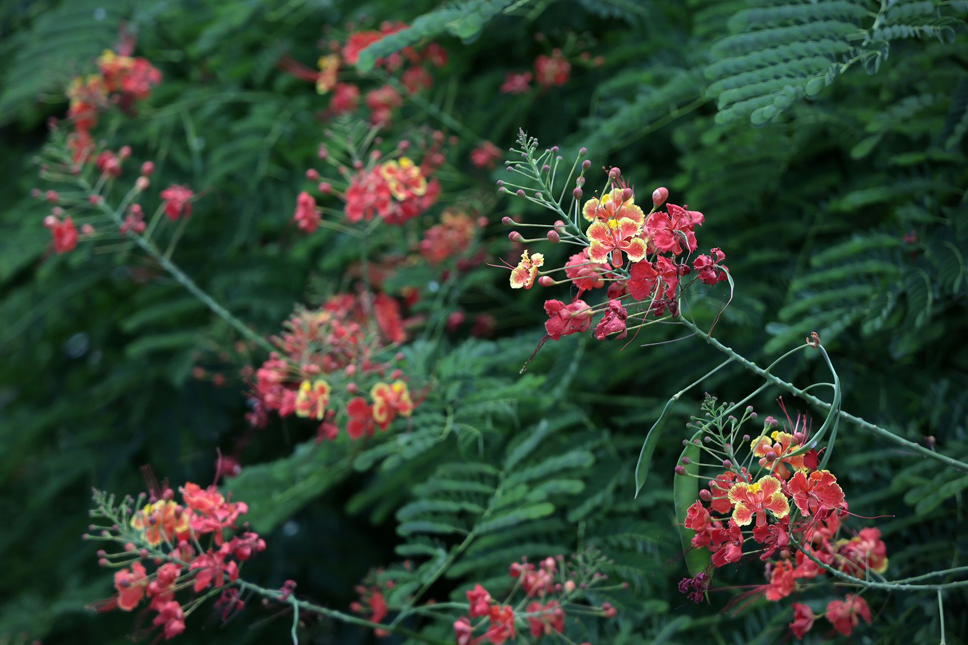This bee- and butterfly-attracting plant thrives in tropical climates. ST PHOTO: NEO XIAOBIN