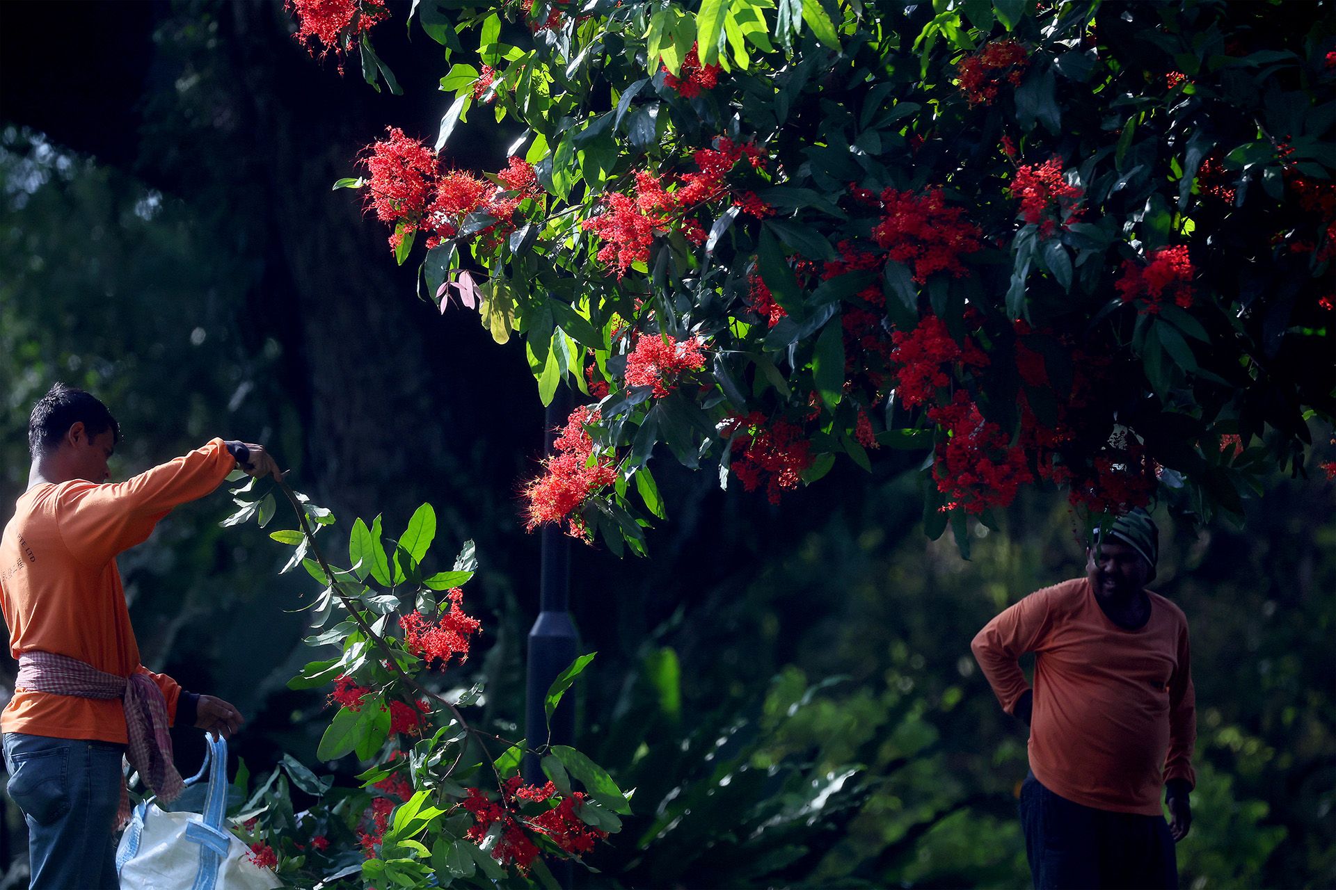 The trees’ fragrant flowers grow in large, dense clusters that are a magnet for pollinators. ST PHOTO: KELVIN CHNG
