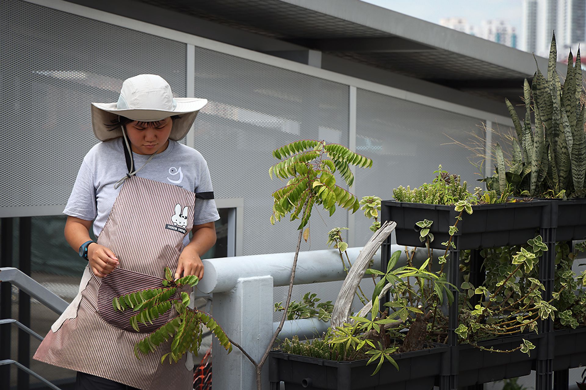Ms Alethea Lew touching plants in the therapy garden at the farm in March.