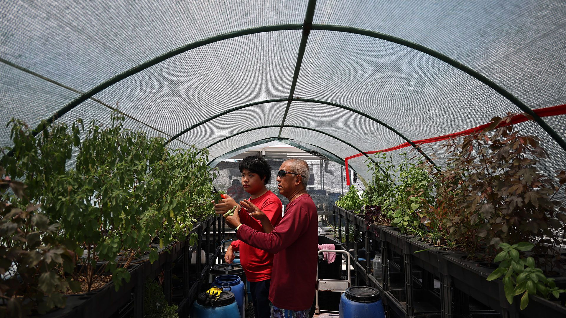 Pastor Andrew Choo guiding Mr Linus Chong in pruning plants at the rooftop farm in March.