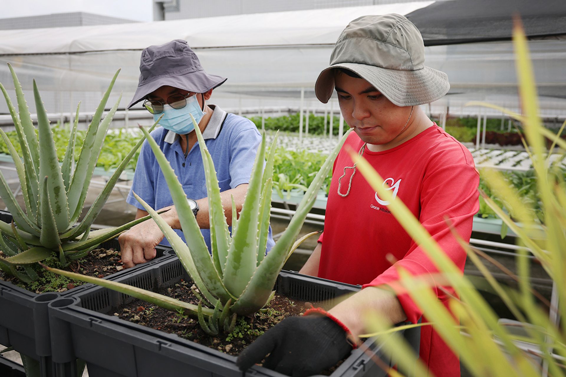 Mr Tan Boon Wang (left) working alongside his son Cher Xuan at the farm in March.