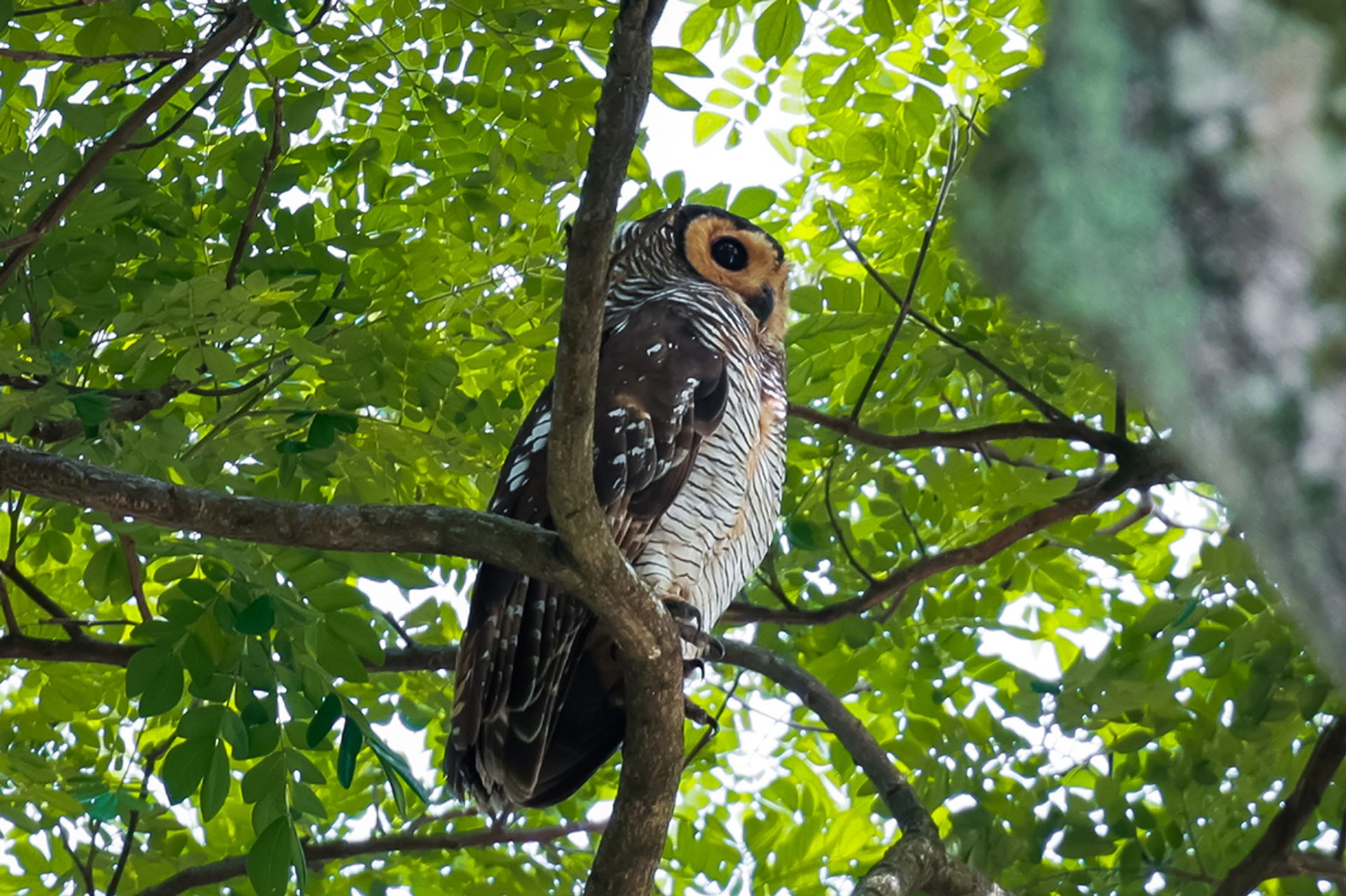 A spotted wood owl in Bishan-Ang Mo Kio Park.
