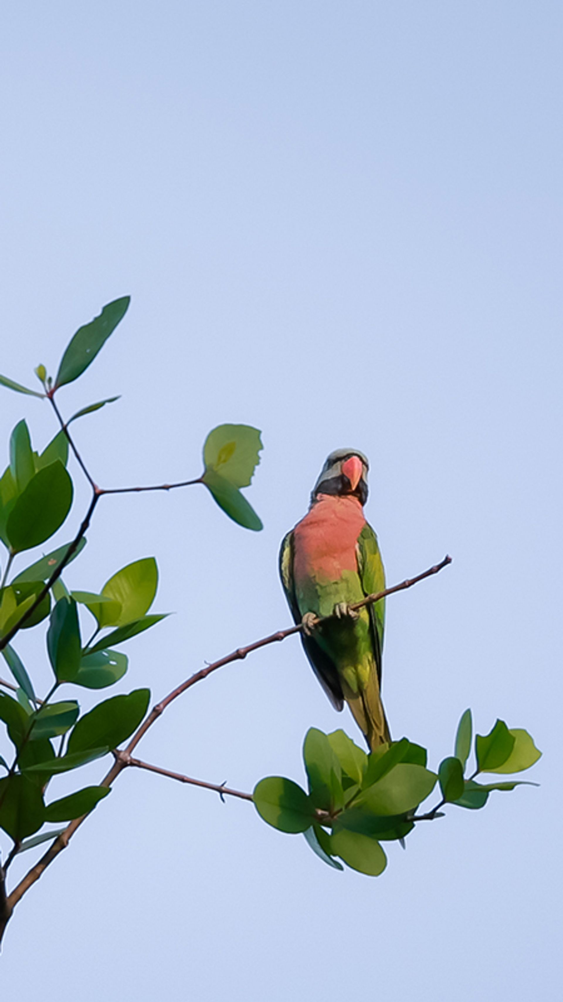 A red-breasted parakeet in Pasir Ris Park.