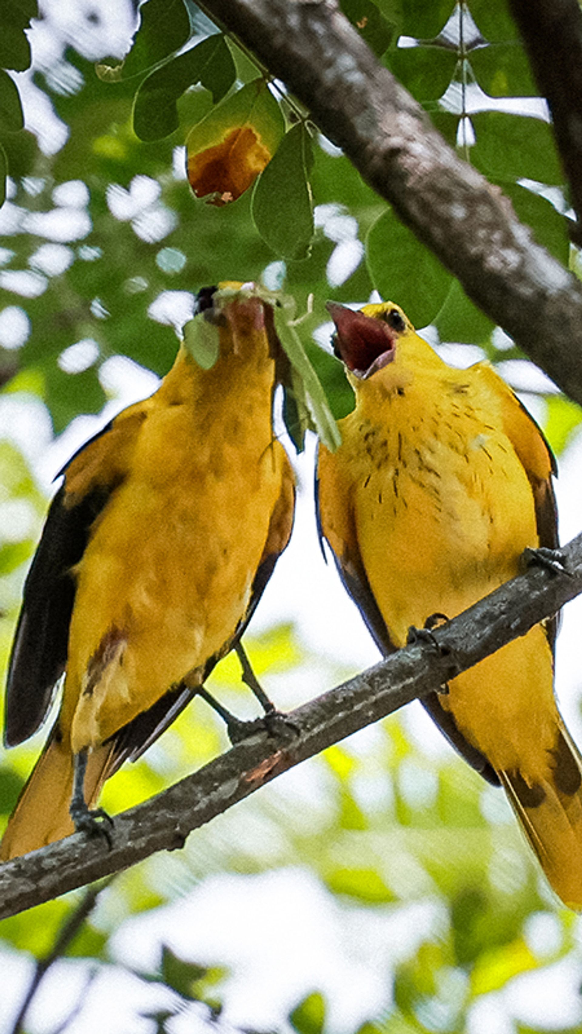 A pair of black-naped orioles having a bite of a praying mantis in Bishan-Ang Mo Kio Park.