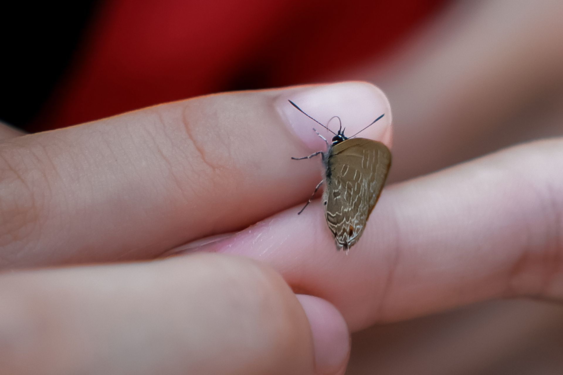 A ciliate blue butterfly resting on a Yishun Town Secondary student's finger in Bishan-Ang Mo Kio Park.