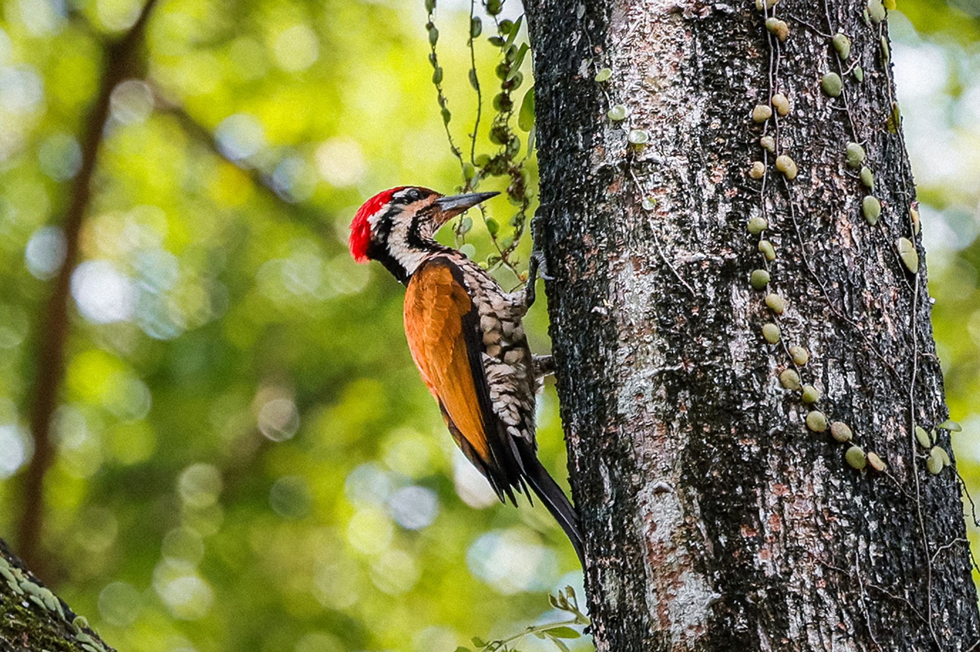 A common flameback woodpecker in Bishan-Ang Mo Kio Park.