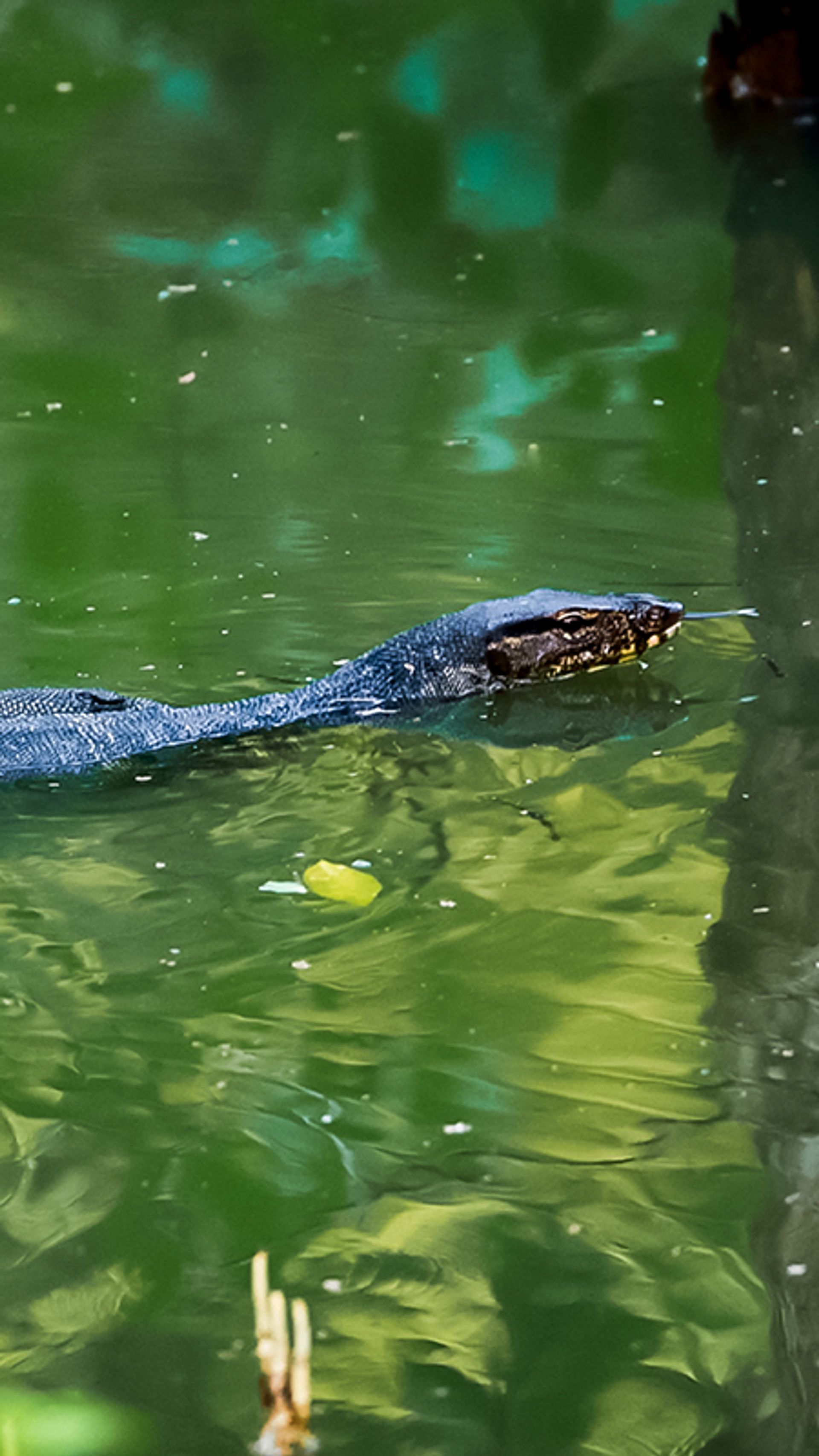 A Malayan water monitor in a lake in Pasir Ris Park.