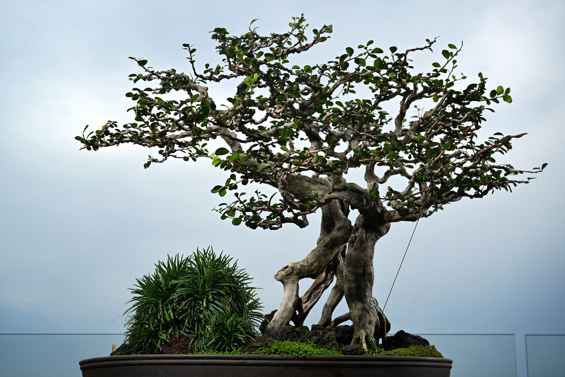 MBS tree surgeon: He works at height, prunes 800kg bonsai | The Straits  Times
