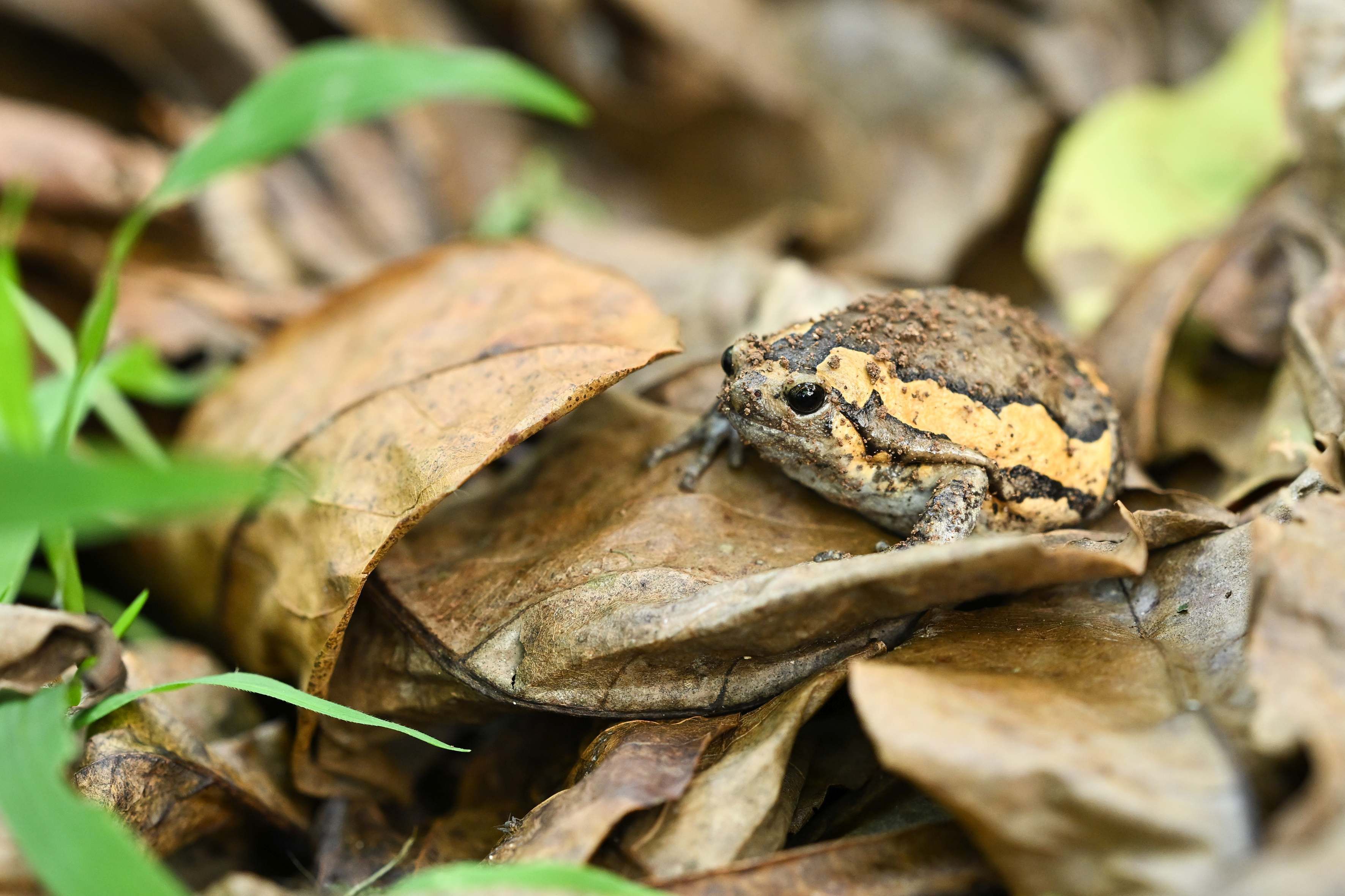 A frog sits on a pile of leaves in a forested area on Pulau Tekong