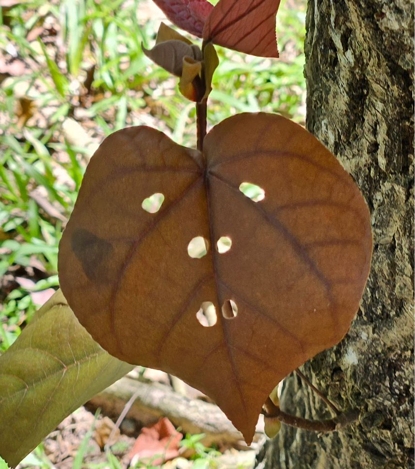 Face in a leaf