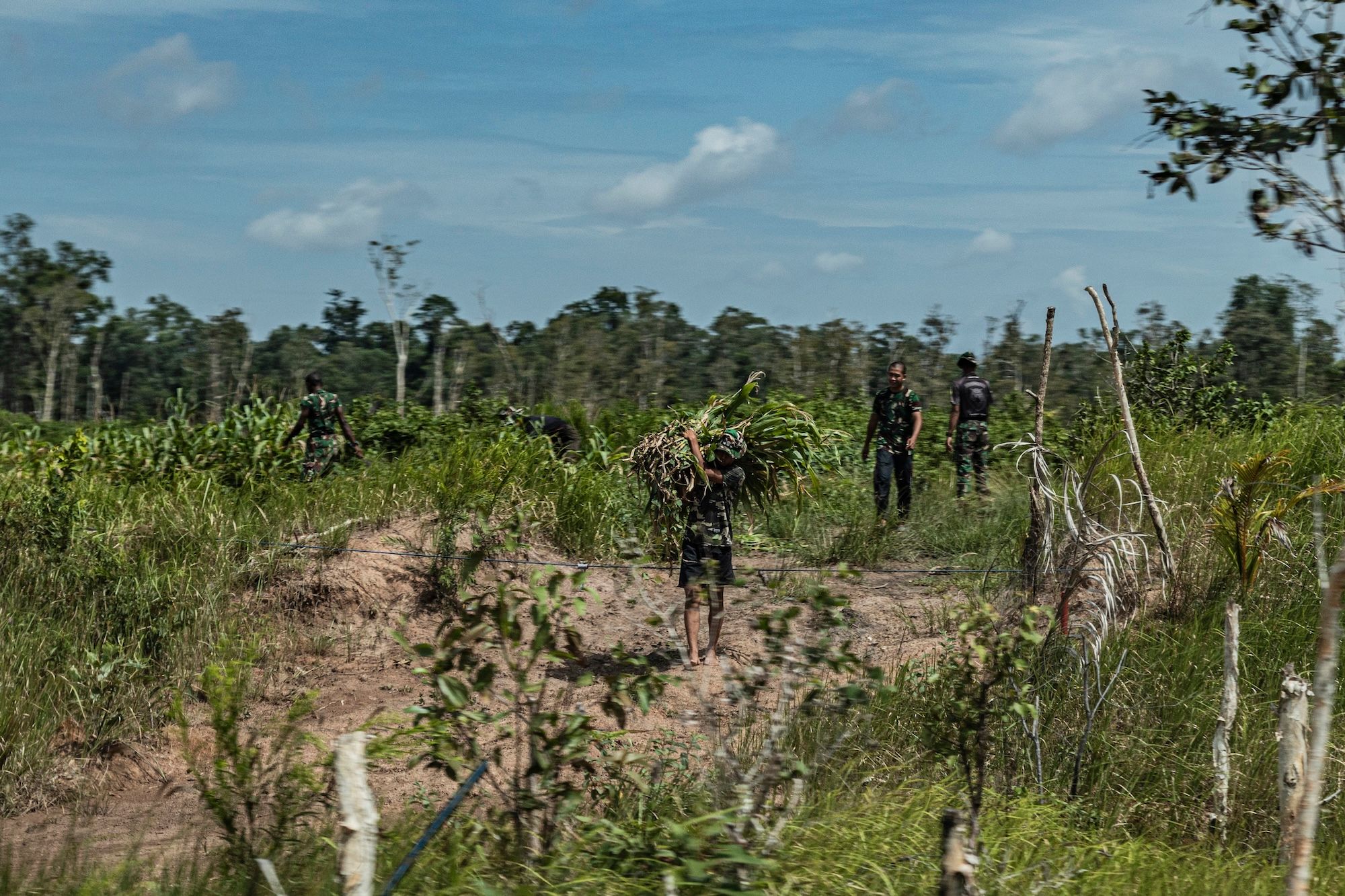 Three members of the special military units are working to clear forest and plant crops in Merauke regency in South Papua.