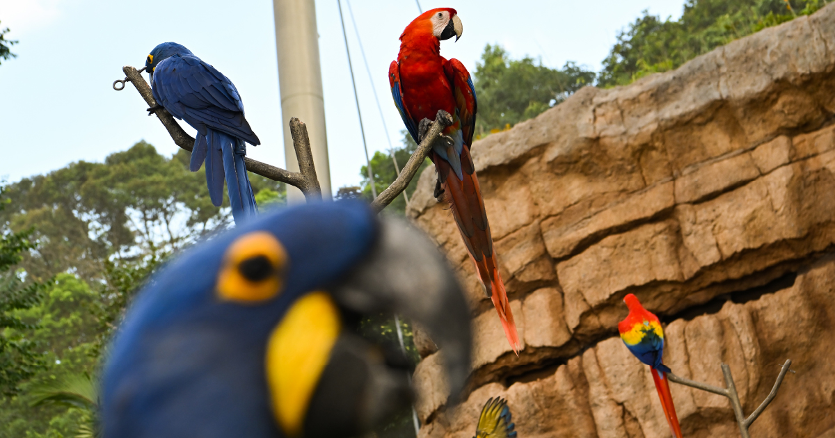 A flight to paradise The bird park’s journey to Mandai The Straits Times