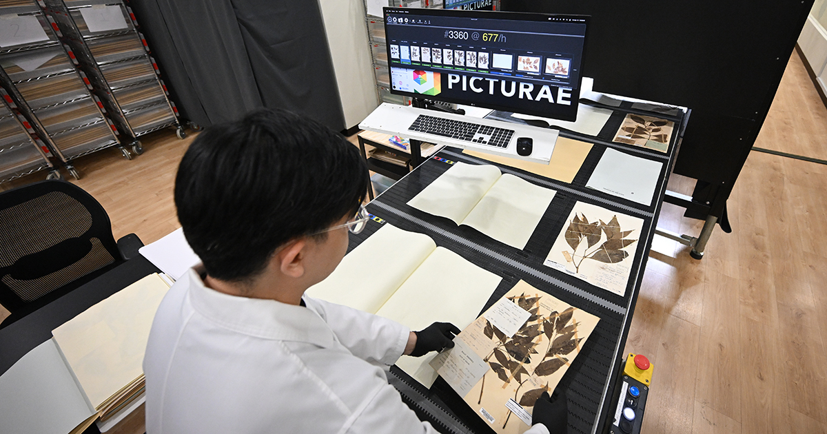‘Byte-sized’ plants: Singapore Herbarium goes online