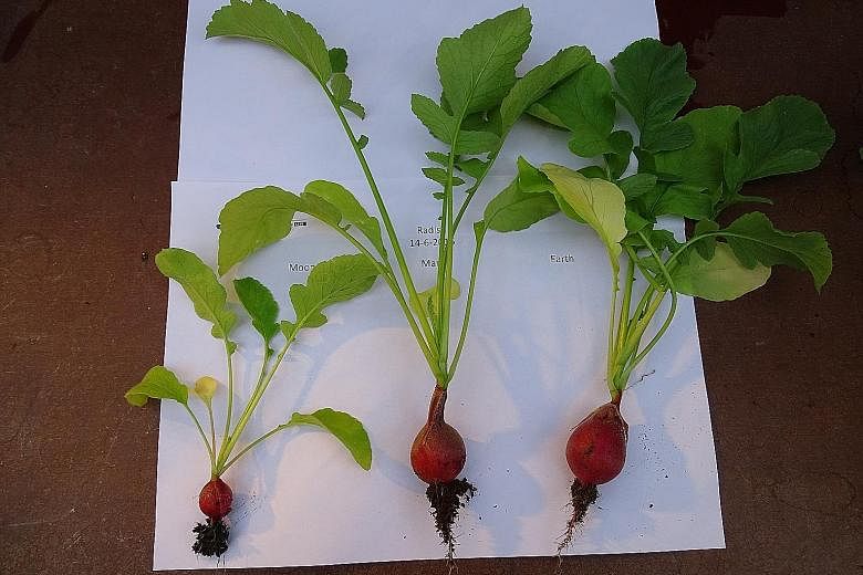 Radishes grown in (from left) simulated Moon soil from an Arizona desert; simulated Mars soil from a Hawaii volcano; and Earth soil. Dr Wieger Wamelink with samples of plants grown in Mars and Moon soil simulants. The botanist and ecologist is eyeing