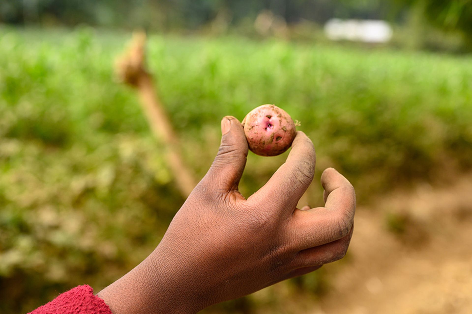 Irish potatoes are one of Rwanda’s key agricultural crops. Small potatoes are used for cultivation, so farmers need not buy seeds.