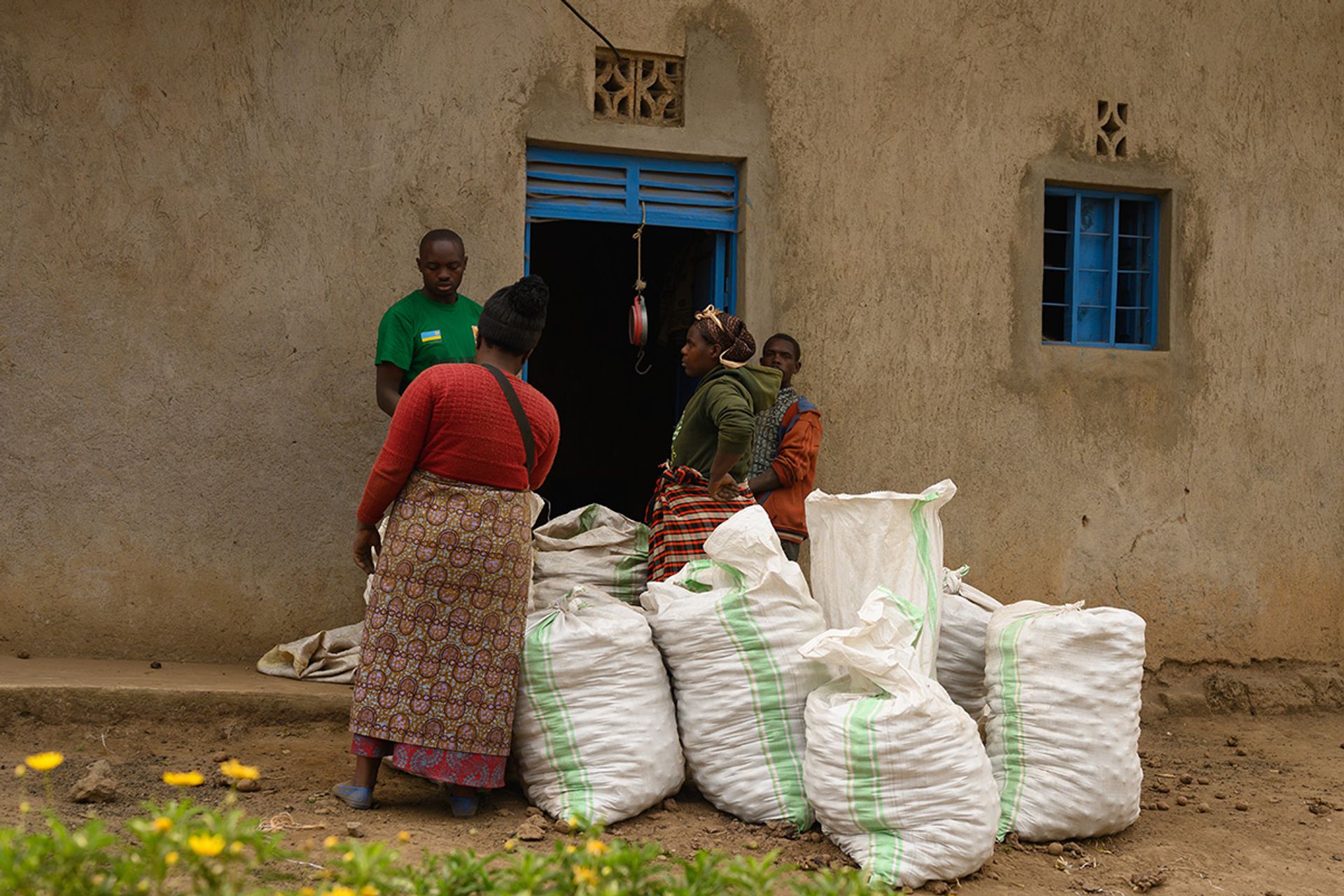 Potatoes are collected and put into sacks before being transported to the village centre for sale.